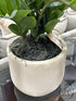 Round Tan Pot With Artificial Green Plant Greenery
