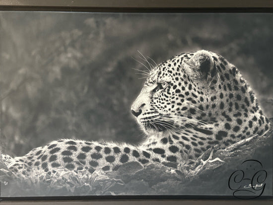 Black & White Leopard Picture In Brown Frame 33x23’’ Picture