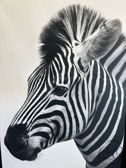Black & White Zebra Picture In Brown Frame 23x33’’ Picture