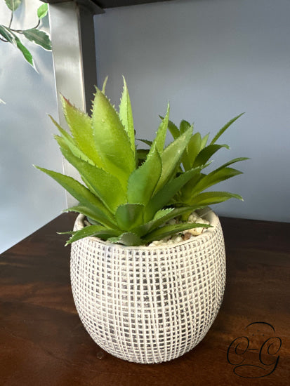 Multi Cacti In Black & White Resiin Round Pot (Small) Greenery