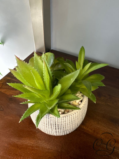 Multi Cacti In Black & White Resiin Round Pot (Small) Greenery