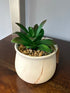 Cacti In Cream With Peach Marble Look Design Pot Greenery