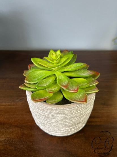 Cacti In Grey Ceramic Pot Greenery
