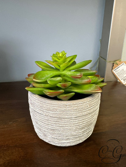 Cacti In Grey Ceramic Pot Greenery