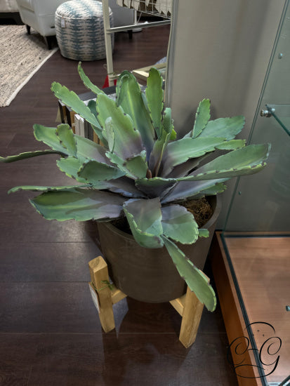Cactus In Rnd Grey Resin Pot W/Wood Stand Greenery
