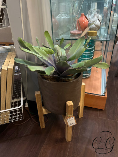 Cactus In Rnd Grey Resin Pot W/Wood Stand Greenery