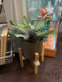 Cactus In Rnd Grey Resin Pot W/Wood Stand Greenery