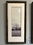 Rectangular Set Of 3 Sepia Toned Oak Tree/Poplar Tree Pictures 14x29’’ Picture