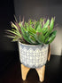 Round Black & White Pot On Wood Stand Loose Artificial Mixed Cacti Greenery