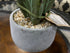 Silk Cactus In Concrete Planter Greenery