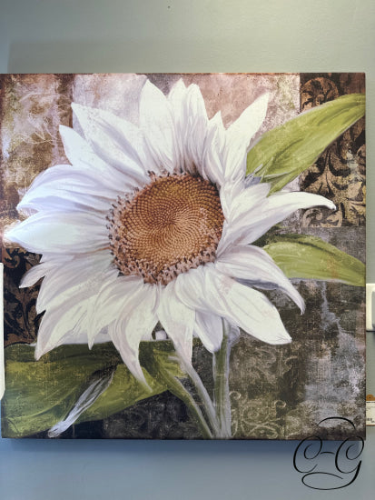 Square Canvas Picture Of White Italian Sunflower