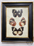 Uttermost Botanical Butterfly Picture Iii (4 Butterflies) In Black & Gold Frame