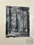 Weathered Cream Framed Park Bench In Park With Trees Picture 19x21’’ Picture